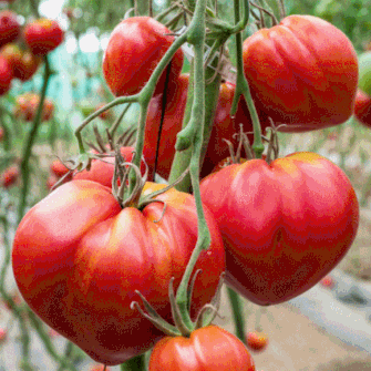 Tomates variété coeur de boeuf récoltées en été producteur les saveurs de Gâtine 