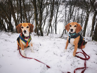 Beagle sitzen im Schnee