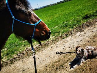 Hund und Pferd unterwegs