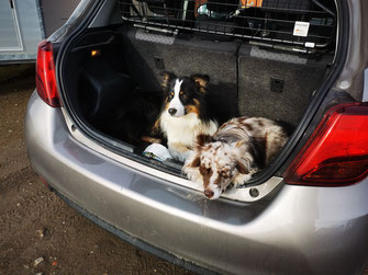 Hunde machen eine Pause im Kofferraum