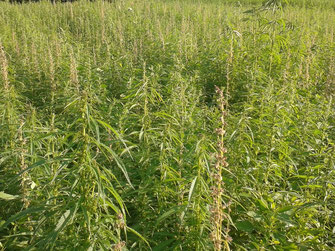 Ein Feld mit Cannabis