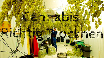 Cannabis wird in einem raum aufgehangen zum Trocknen 