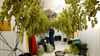 Cannabis wird in einem raum aufgehangen zum Trocknen 
