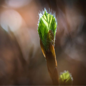 aufblühende Knospen eines Baumes