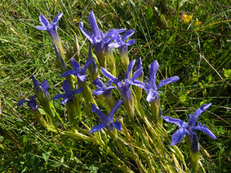 Fransenenzian, Gentianella ciliata