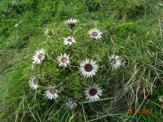 Silberdistel, Carlina acaulis subsp. simplex