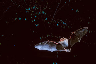 Wasserfledermaus (Foto: T. Stephan, LBV-Bildarchiv)