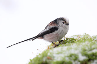 Schwanzmeise (Foto: F. Derer, LBV-Bildarchiv)