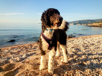 Luna, Grosspudel, *2023