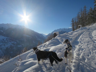 Lara, Border-Mix und Duca, Husky-Schäfer-Mix