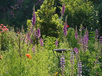 Ein Naturgarten im Sonnenschein mit einer Vogeltränke. Es ist viel Grün zu sehen, sowie Mohnblumen und längliche, lilafarbene Blumen