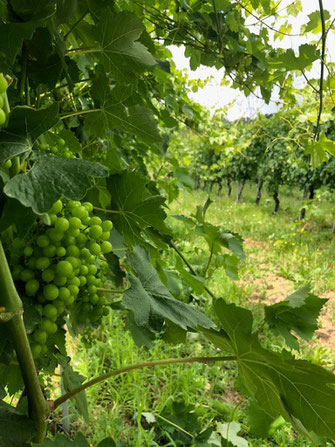 colleonorato vini, bottiglie verdicchio dei castelli di Jesi classico superiore DOC prologo e la giostra , rosso Piceno DOC il cortese, vino rosato, Bag in box da 5 litri, ancona, Jesi, marche, Italia, degustazioni.