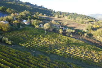 colleonorato vini, bottiglie verdicchio dei castelli di Jesi classico superiore DOC prologo e la giostra , rosso Piceno DOC il cortese, vino rosato, Bag in box da 5 litri, ancona, Jesi, marche, Italia, degustazioni.