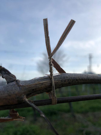 colleonorato vini, bottiglie verdicchio dei castelli di Jesi classico superiore DOC prologo e la giostra , rosso Piceno DOC il cortese, vino rosato, Bag in box da 5 litri, ancona, Jesi, marche, Italia, degustazioni.