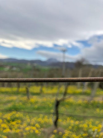 colleonorato vini, bottiglie verdicchio dei castelli di Jesi classico superiore DOC prologo e la giostra , rosso Piceno DOC il cortese, vino rosato, Bag in box da 5 litri, ancona, Jesi, marche, Italia, degustazioni.