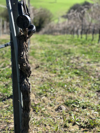 colleonorato vini, bottiglie verdicchio dei castelli di Jesi classico superiore DOC prologo e la giostra , rosso Piceno DOC il cortese, vino rosato, Bag in box da 5 litri, ancona, Jesi, marche, Italia, degustazioni.