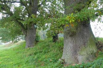Eiche am Hohenlohberg