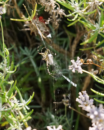 Bild: Wespenspinne mit Beute, Argiope bruennichi, Radnetz, wasp spider, Spinnennetz, Beute, Fliegen