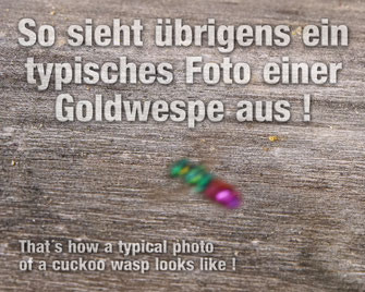 Bild: Goldwespe, Kuckuckswespe, cuckoo wasp, Chrysis spec., Chrysididae