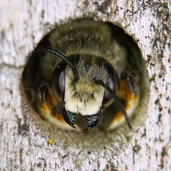 Bild: Garten-Blattschneiderbiene, Totholz-Blattschneiderbiene, Megachile willughbiella, Männchen, Megachilidae, Wildbiene, Schlafplatz, Bohrloch, Holz, Insektenhotel, Bienenhotel, Portrait
