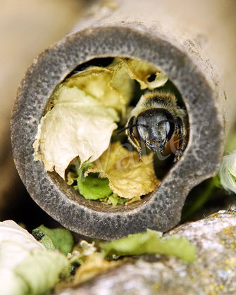 Bild: Weibchen, Buntfarbige Blattschneiderbiene, Megachile versicolor, leafcutter bee, Megachilidae, Wildbiene, wildbee, Nistplatz, Blattstück, Bambusstängel, Bambusröhrchen, Bambus