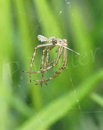 Bild: Haut der Wespenspinne, Häutung, Argiope bruennichi, Radnetz, wasp spider, Spinnennetz