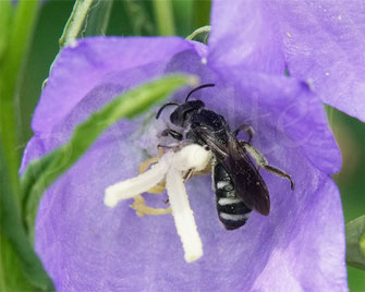 Bild: wahrscheinlich eine der seltensten Wildbienenbesucher unseres Garten, eine Glockenblumen-Schmalbiene, Lasioglossum costulatum