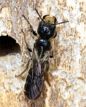 Bild: Hahnenfuß-Scherenbiene, Osmia florisomne, Weibchen mit Kieselsteinchen