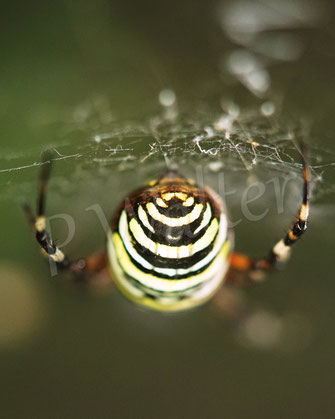 Bild: Wespenspinne, Argiope bruennichi, Radnetzspinne, Araneidae, Spinnennetz