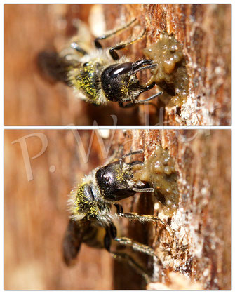 Bild: Hahnenfuß-Scherenbiene, Osmia florisomne, schließt einen Nistgang Bild: Hahnenfuß-Scherenbiene, Osmia florisomne, schließt einen Nistgang im Bohrloch im Holz