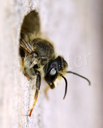 Bild: Platterbsen-Mörtelbiene, Megachile ericetorum, Banded Mud Bee, Männchen, Megachilidae, Schlafplatz, Insektenhotel, Insektennisthilfe, Bohrloch, Holz, beehotel