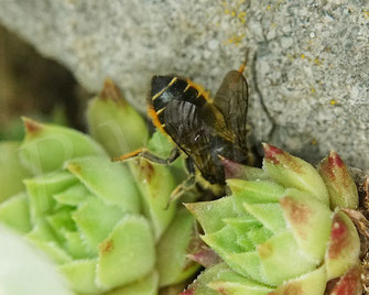 Bild: Weibchen, Buntfarbige Blattschneiderbiene, Megachile versicolor, Nest, Nistplatz, leafcutter bee, Megachilidae, Wildbiene, wildbee