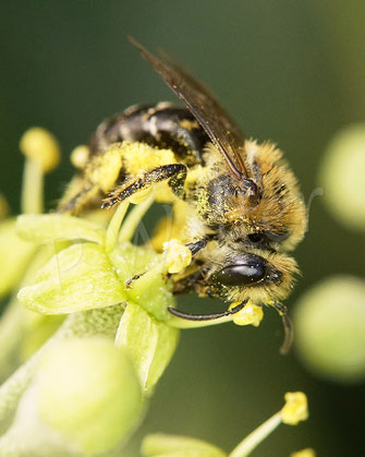 Bild: Seidenbiene, Colletes spec., Weibchen am Strauch-Efeu, Hedera helix Arborescens, Blüten, Nektar, Pollen, Wildbiene, wildbee