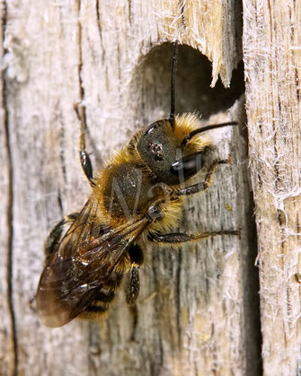 Bild : Schöterich-Mauerbiene, Männchen, Osmia brevicornis, Wildbiene, oligolektisch