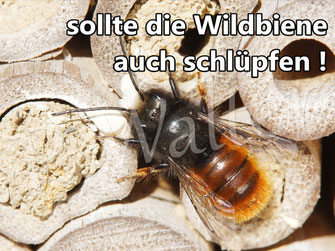 Wildbienen kaufen ? Wildbienen & Co. Fotos, Infos, Tipps