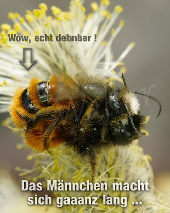 Bild: Osmia cornuta Gehörnte Mauerbiene Wildbiene wildbee masonbee Paarung Pärchen Weide Weidenkätzchen
