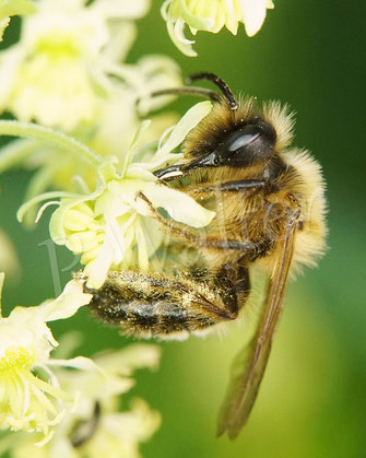 Bild: Erzfarbige Düstersandbiene, Andrena nigroaenea, an der Gelben Resede, Gelber Wau, Reseda lutea