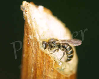 Bild: Schwarzspornige Stängel-Mauerbiene, Stängelbiene, Hoplitis leucomelana, Osmia leucomelana, Nistgang im markhaltigen Stängel, markhaltiger Stengel, Wildbiene. Markbewohner