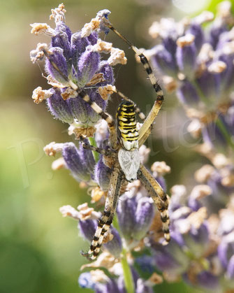 Bild: Wespenspinne nach Häutung, Argiope bruennichi, Radnetz, wasp spider, Spinnennetz