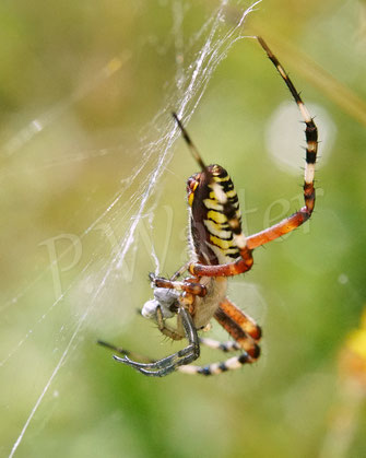 Bild: Wespenspinne, Argiope bruennichi, Radnetzspinne, Araneidae, Spinnennetz