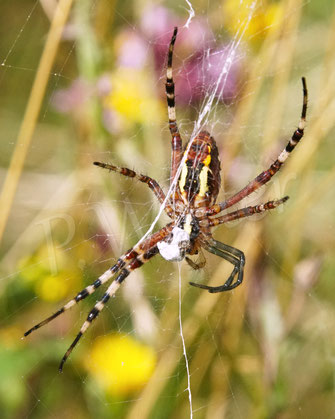 Bild: Wespenspinne, Argiope bruennichi, Radnetzspinne, Araneidae, Spinnennetz