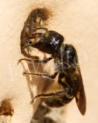 Bild: Hahnenfuß-Scherenbiene, Osmia florisomne, schließt einen Nistgang im Tonstein