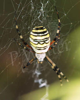 Bild: Wespenspinne, Argiope bruennichi, Radnetzspinne, Araneidae, Spinnennetz