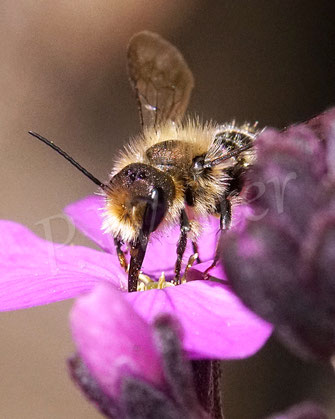 Bild : Schöterich-Mauerbiene, Männchen, Osmia brevicornis, Wildbiene, oligolektisch, Violetter Schöterich, Erysimum cheiri 'Bowles Mauve', Kreuzblütler, Brassicaceae