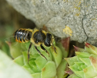 Bild: Weibchen, Buntfarbige Blattschneiderbiene, Megachile versicolor, Nest, Nistplatz, leafcutter bee, Megachilidae, Wildbiene, wildbee