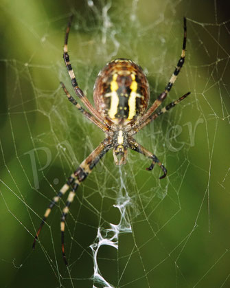Bild: Wespenspinne, Argiope bruennichi, Radnetzspinne, Araneidae, Spinnennetz