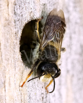 Bild: Platterbsen-Mörtelbiene, Megachile ericetorum, Banded Mud Bee, Männchen, Megachilidae, Schlafplatz, Insektenhotel, Insektennisthilfe, Bohrloch, Holz, beehotel