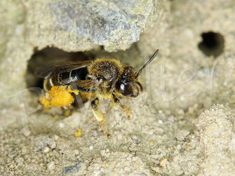 Wald-Schenkelbiene, Macropis fulvipes