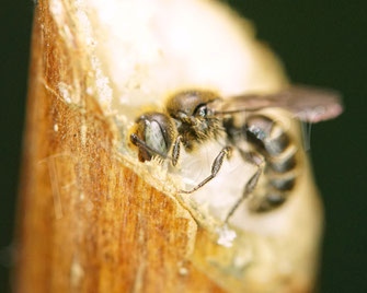 Bild: Schwarzspornige Stängel-Mauerbiene, Stängelbiene, Hoplitis leucomelana, Osmia leucomelana, Nistgang im markhaltigen Stängel, markhaltiger Stengel, Wildbiene. Markbewohner