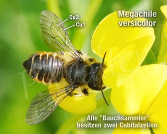 Bild: Bestimmungshilfe zwei Cubitalzellen, Megachilidae, Familie der Bauchsammlerbienen, Wildbiene, wildbee, Wildbienenbestimmung, Blattschneiderbiene, Megachile